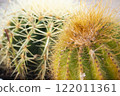 Cacti echinocactus of types differents in the flower shopr. 122011361