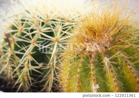 Cacti echinocactus of types differents in the flower shopr. 122011361