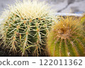 Two beautyful cactus echinocactus in the garden. Close up 122011362