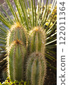 Close up cereus jamacaru, known as mandacaru or cardeiro is a cactus desert 122011364