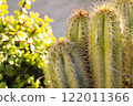 The cactus cereus has sharp thorns. Commonly grown and easy to care for. 122011366