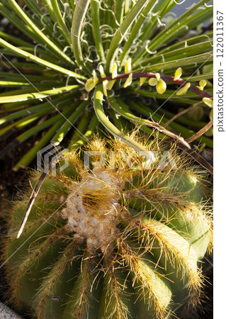 Echinocactus grusonii or golden barrel cactus or golden ball cactus or mother in- aw s cushion close up Echinocactus grusonii or golden barrel cactus or golden ball cactus or mother in- aw s cushion close up 122011367