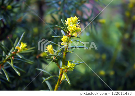 Yew Tree (Taxus Cuspidata). Growing Branches. Selective Focus. Yew Tree (Taxus Cuspidata). Growing Branches. Selective Focus. 122011483