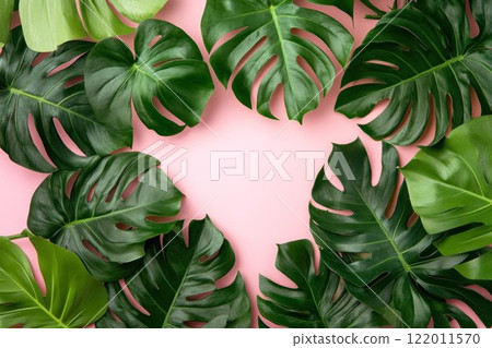 Green leaves monstera on a pink background for a summer concept. Flat lay, top view, copy space, banner style. 122011570