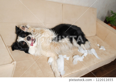 Naughty playful puppy dog border collie after mischief biting paper lying on couch at home. Guilty dog and destroyed living room. Damage messy home and puppy with funny guilty look Naughty playful puppy dog border collie after mischief biting paper lying on couch at home. Guilty dog and destroyed living room. Damage messy home and puppy with funny guilty look 122011655