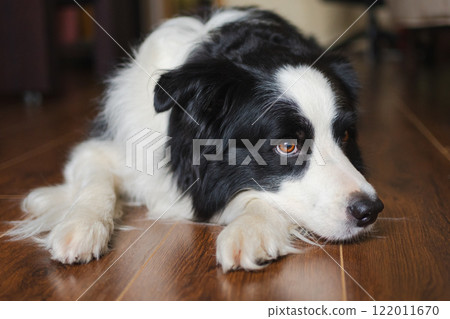 Cute puppy dog border collie lying down playing with funny face on floor at home indoors. Pet dog resting ready to sleep indoor. Funny emotional dog Love for pets friendship companion pet care 122011670