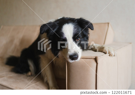 Cute puppy dog border collie lying down playing with funny face on couch at home indoors. Pet dog resting ready to sleep on cozy sofa. Funny emotional dog Love for pets friendship companion pet care Cute puppy dog border collie lying down playing with funny face on couch at home indoors. Pet dog resting ready to sleep on cozy sofa. Funny emotional dog Love for pets friendship companion pet care 122011671