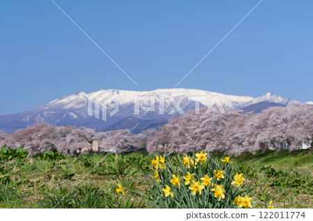 Hitome Senbonzakura and the Zao mountain range (Okawara Town, Shibata District, Miyagi Prefecture) 122011774