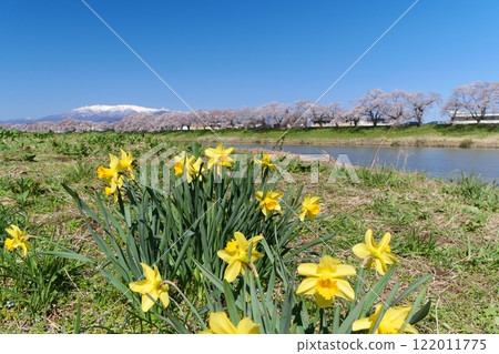 白石川岸 瞳千本櫻（宮城縣柴田郡大河原町） 122011775