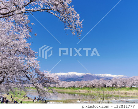 瞳千本櫻和藏王連峰(宮城縣柴田郡大河原町) 瞳千本櫻和藏王連峰(宮城縣柴田郡大河原町) 122011777