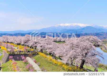 瞳千本櫻和藏王連峰（宮城縣柴田郡大河原町） 122011778