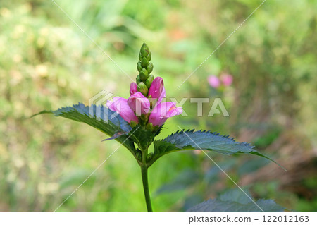 Chelone obliqua is blooming. Romantic plants. Turtlehead chelone flowers background. Cottage garden. Flower is resemble head of a turtle. Chelone obliqua is blooming. Romantic plants. Turtlehead chelone flowers background. Cottage garden. Flower is resemble head of a turtle. 122012163