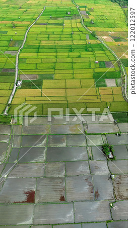 Rice Terrace, Ubud, Bali, Indonesia. Top view 122012597