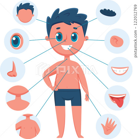 Educational anatomy infographic showing a smiling boy with lines pointing to different body parts, including hair, eye, ear, nose, neck, chest, belly, mouth, teeth, tongue and hand 122012769