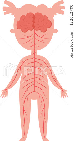 Simplified illustration depicting the nervous system connecting the brain to the rest of the body in a female child, serving as educational material for biology lessons and understanding anatomy Simplified illustration depicting the nervous system connecting the brain to the rest of the body in a female child, serving as educational material for biology lessons and understanding anatomy 122012780
