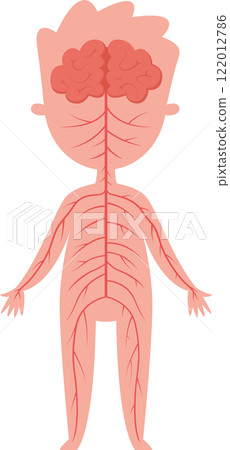 Medical illustration showing human nervous system with brain and nerves extending throughout body, providing educational resource for biology and anatomy Medical illustration showing human nervous system with brain and nerves extending throughout body, providing educational resource for biology and anatomy 122012786