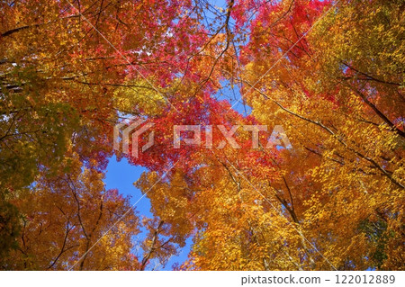 Autumn scenery of colorful maple leaves looking up against the blue sky 122012889