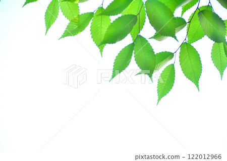 清新的春芽新綠 清新的春芽新綠 122012966