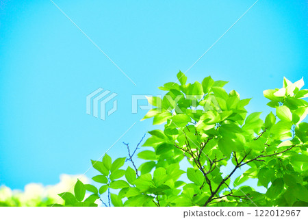 清新的春芽新綠 122012967