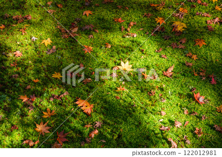 Moss and fallen leaves Moss and fallen leaves 122012981
