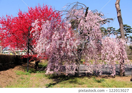 Weeping cherry blossoms at Jichi Medical University in April 2011 122013027