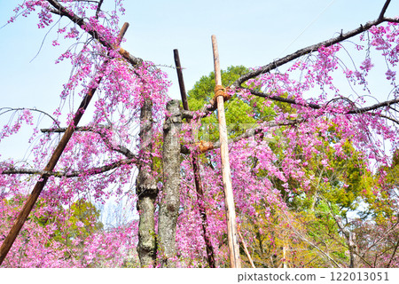 京都平安神宮盛開的紅色垂枝櫻花 122013051