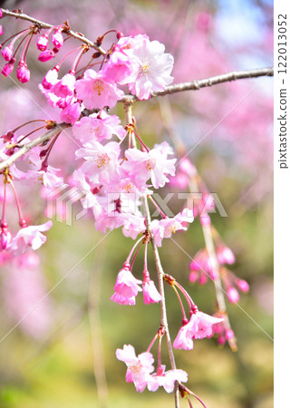 Red weeping cherry blossoms blooming at Heian Shrine in Kyoto Red weeping cherry blossoms blooming at Heian Shrine in Kyoto 122013052
