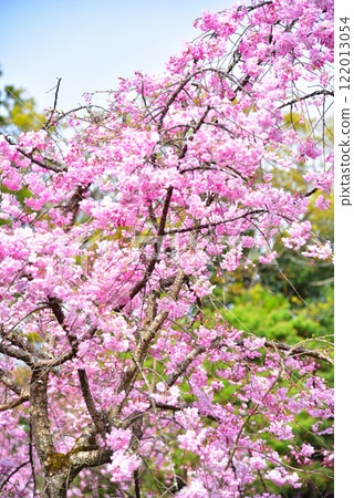 京都平安神宮盛開的紅色垂枝櫻花 京都平安神宮盛開的紅色垂枝櫻花 122013054