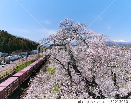 瞳千本櫻和電車的風景(宮城縣柴田郡大河原町) 瞳千本櫻和電車的風景(宮城縣柴田郡大河原町) 122013080