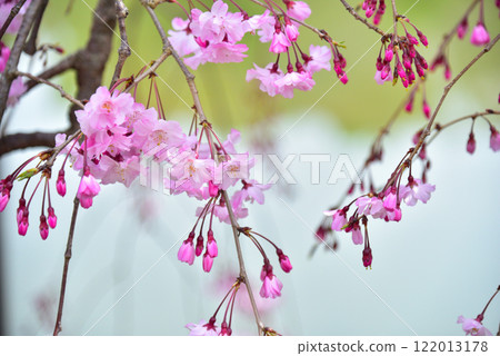 京都平安神宮盛開的紅色垂枝櫻花 122013178