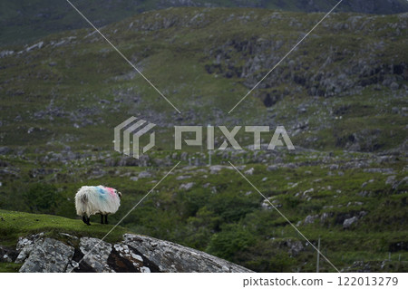 Single sheep with scenic glen view, Scottish Ireland Highlands 122013279