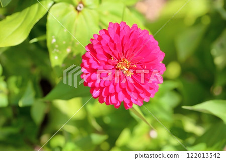 可愛的百日菊花 122013542