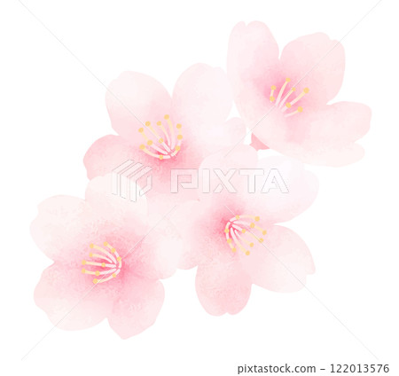 Watercolor illustration of cherry blossoms in full bloom_Cute spring flower background 122013576