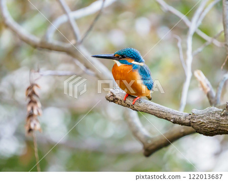 Kingfisher resting on a branch Kingfisher resting on a branch 122013687