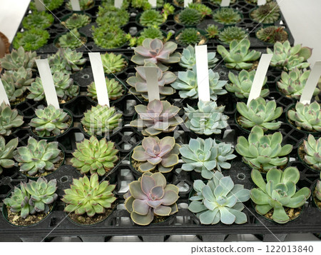 Potted succulent plants Potted succulent plants 122013840