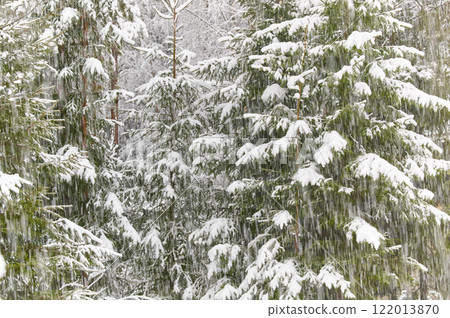 The heavy snowfall in a wild park, winter fairy tale in the forest, snow-covered tree branches, large flakes of snow are slowly falling, nobody, snow storm, blizzard 122013870