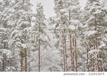 The heavy snowfall in a wild park, winter fairy tale in the forest, snow-covered tree branches, large flakes of snow are slowly falling, nobody, snow storm, blizzard The heavy snowfall in a wild park, winter fairy tale in the forest, snow-covered tree branches, large flakes of snow are slowly falling, nobody, snow storm, blizzard 122013875