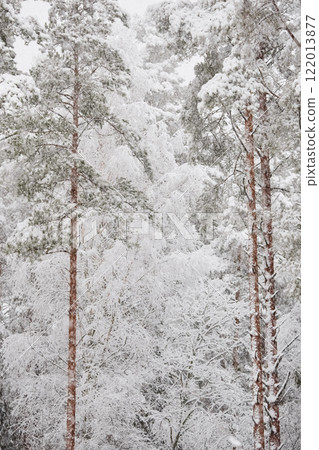 The heavy snowfall in a wild park, winter fairy tale in the forest, snow-covered tree branches, large flakes of snow are slowly falling, nobody, snow storm, blizzard The heavy snowfall in a wild park, winter fairy tale in the forest, snow-covered tree branches, large flakes of snow are slowly falling, nobody, snow storm, blizzard 122013877