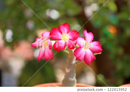 Cute adenium flowers 122013952