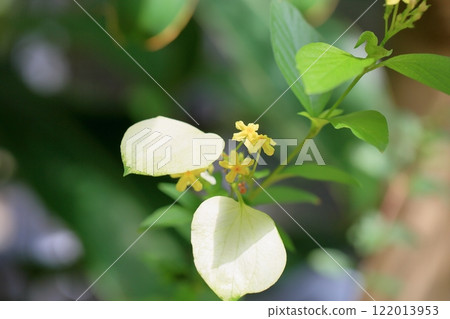 可愛的康隆卡花 122013953