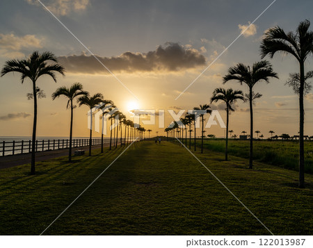 Palm Tree Road in Toyosaki, Tomigusuku City, Okinawa Prefecture 122013987