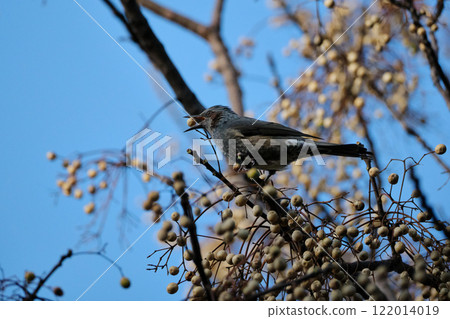 A brown-eared bulbul eating nuts A brown-eared bulbul eating nuts 122014019