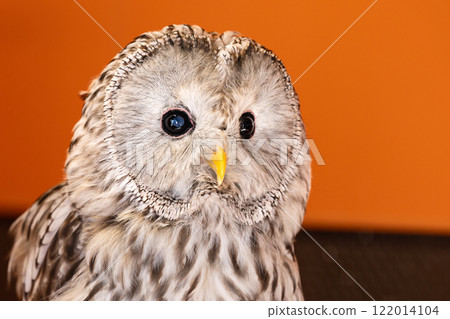 owl   122014104