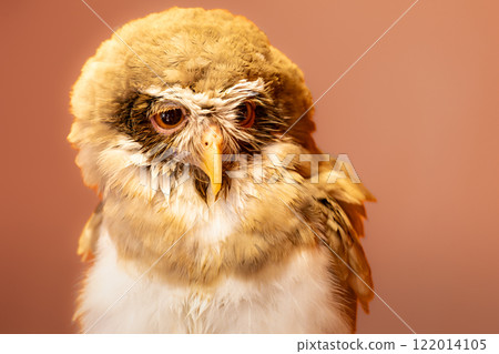 Owl Glasses Owl 122014105