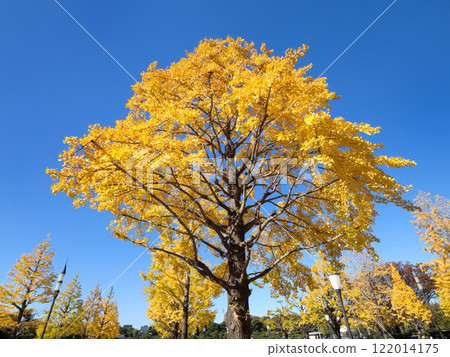 東京丸之內 Gyoko-dori 的銀杏樹 122014175