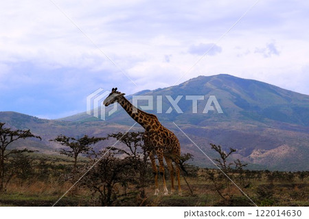 Giraffe in Serengeti National Park 122014630