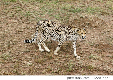 塞倫蓋蒂國家公園,懷孕的獵豹 塞倫蓋蒂國家公園,懷孕的獵豹 122014632