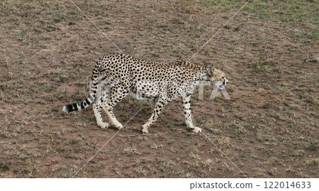 塞倫蓋蒂國家公園,懷孕的獵豹 塞倫蓋蒂國家公園,懷孕的獵豹 122014633