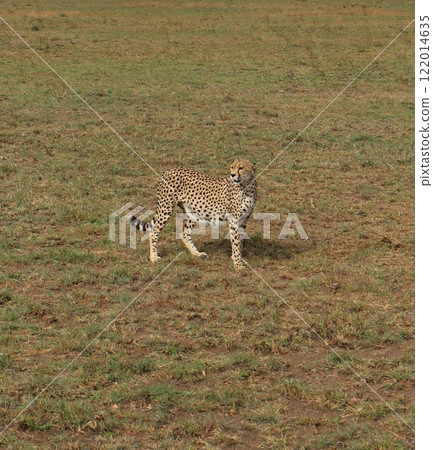塞倫蓋蒂國家公園,懷孕的獵豹 塞倫蓋蒂國家公園,懷孕的獵豹 122014635
