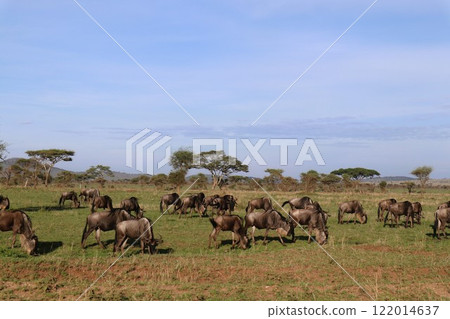 Serengeti National Park, wildebeest herd 122014637